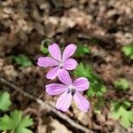 Geranium asphodeloides 花