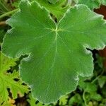 Pelargonium tomentosum Hoja