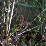 Drosera binata Frunză