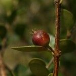 Fernelia buxifolia Frutto