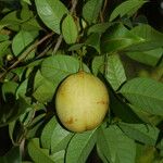 Myristica fragrans Meyve