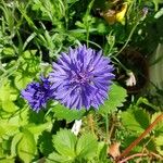 Centaurea cyanusBlomst