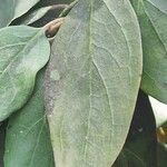 Phragmanthera usuiensis पत्ता