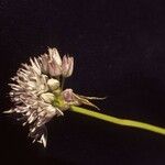 Allium bisceptrum Flower