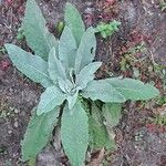 Verbascum boerhaviiLeaf