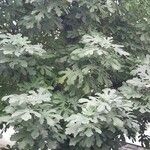 Ficus carica Vekstform
