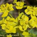 Euphorbia squamigera Flower