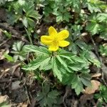 Anemone ranunculoides Flower