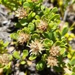 Baccharis magellanica その他の提案