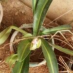 Hippeastrum reticulatum برگ