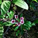 Chimaphila umbellata Квітка