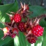 Rubus phoenicolasius Fruit