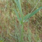 Vicia bithynica Φύλλο