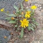 Crepis capillaris Облик