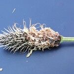 Plantago argentea Fula