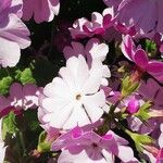 Primula sieboldii Õis