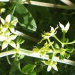 Rubia tenuifolia പുഷ്പം