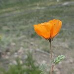 Kallstroemia grandiflora Çiçek