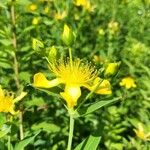 Hypericum ascyron Fleur