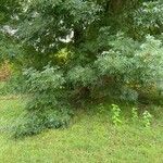 Fraxinus angustifolia Blatt