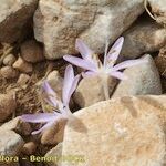 Colchicum pusillum Anders