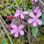 Saponaria ocymoidesFlor