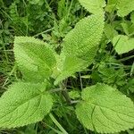 Stachys sylvatica Natur