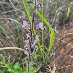 Orthosiphon rubicundus Flower