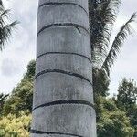 Ceroxylon quindiuense Corteza