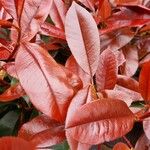 Photinia fraseri برگ