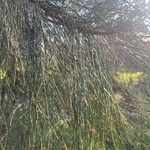 Casuarina equisetifolia Лист