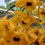 Dendrobium chrysotoxum Blomst