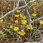 Sedum rupestreFlor