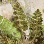 Asplenium hispanicum Altro