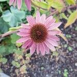 Echinacea angustifolia 花