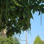 Catalpa bignonioidesЛисток