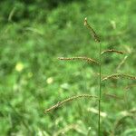 Urochloa trichopus Frukto