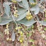 Byrsonima spicata Fruit