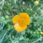 Ranunculus lanuginosusLorea