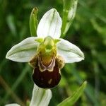 Ophrys apifera 葉