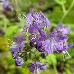 Phacelia bipinnatifida Flower