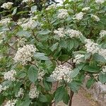 Viburnum rigidum Feuille