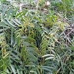 Schinus molle 葉