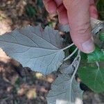 Pericallis appendiculata Leaf