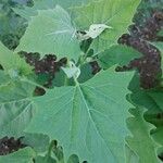 Atriplex sagittata Blad