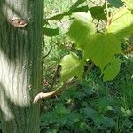 Acer capillipes Ostatní