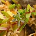 Stellaria alsine Fleur