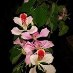 Bauhinia monandra Цвят