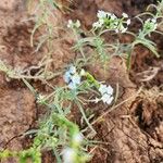 Heliotropium longiflorum फूल