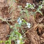 Heliotropium longiflorum Blüte